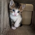 【母猫と一緒に】生後１ヵ月のキジ白ちゃん