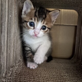 【母猫と一緒に】生後１ヵ月のキジ白ちゃん