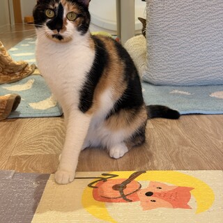 ハラちゃん　三毛猫の女の子　