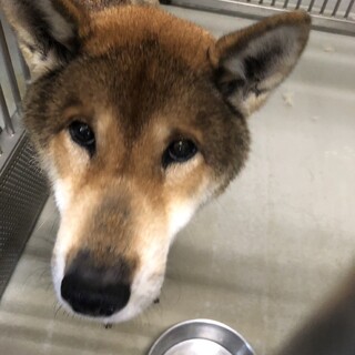 四国犬の女の子　家族を待っています！