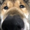 四国犬の女の子　家族を待っています！ サムネイル2