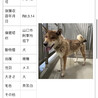 四国犬の女の子　家族を待っています！ サムネイル3