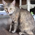 【子猫と一緒に】むぎわらちゃん