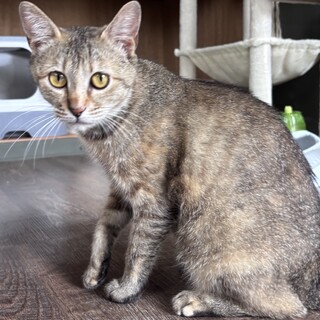 【子猫と一緒に】むぎわらちゃん