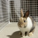 ネザーランドドワーフの里親募集