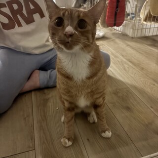 人馴れ完璧なカワイイ子