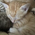 仔猫の里親募集です。