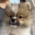 ポメラニアン・4か月・男の子