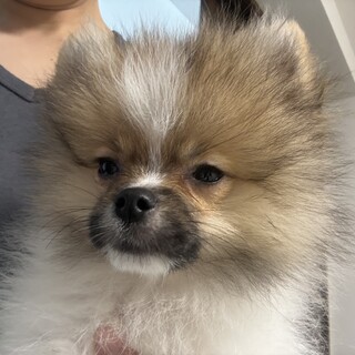 ふわふわポメラニアン」大阪府 - 犬の里親募集(391429) 1枚目の画像