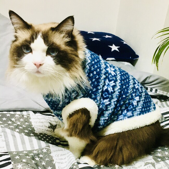 wolfi510のカバー写真