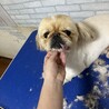 ペキニーズ5歳女の子 サムネイル2