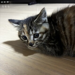 【至急】サビ猫の里親さん探しています