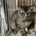 長毛キジのムースくん！まだ少しむーすっとします