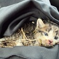 奇跡的に助かった子猫の里親様を募集します！