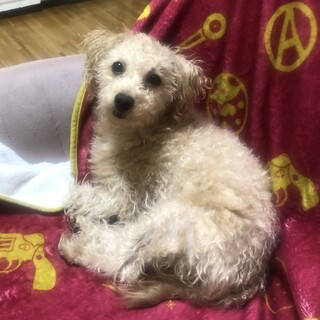 11名申込中・ダップー1歳・滅多に吠えない