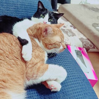 【栃木市】仲良し2匹の里親様募集