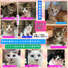 里親決定★茶トラの茶々丸君 サムネイル7