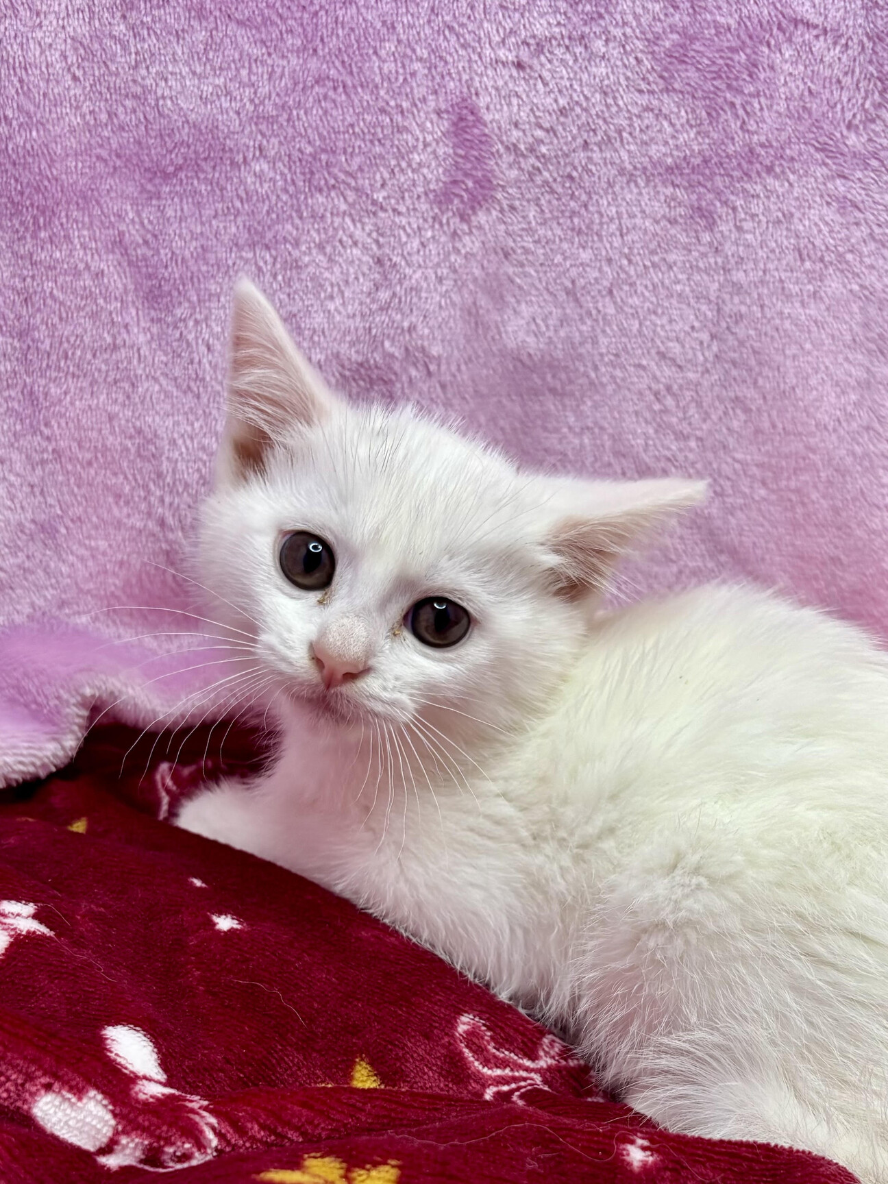 猫さんです！他の方はご購入頂けませんのでご注意下さいませ。 5/24千駄木で待ってま」東京都 - 猫の里親募集(540902) :: ペットの