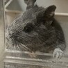 ひぃよ、