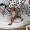 の写真