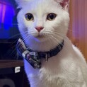 まだまだ見どころたっふりのツンデレちえ丸〇