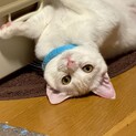 マイペースなさとり姫ちゃん