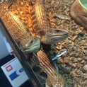 アオジタトカゲ　三匹　里親募集