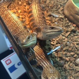 アオジタトカゲ　三匹　里親募集