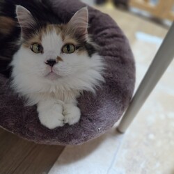 おきなわ美ら猫❤譲渡会 in 天白区一軒家会場