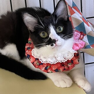 �����Ƃ肵�ėD�����n�j�J�~���q���܂䂿���