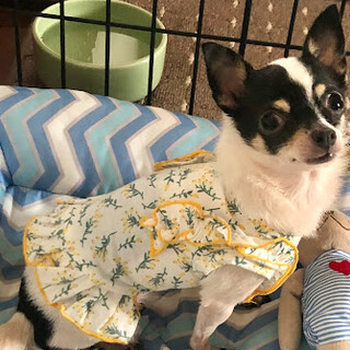 小粒チワワのこつぶちゃん！