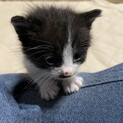 子猫親猫の里親さん募集　現在子猫5匹内定