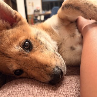 北海道犬×紀州犬　MIX犬