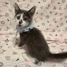 ​好奇心MAXハッピーを運ぶ冒険家♡ルカ♡ サムネイル3