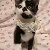 ビビリな視線に胸キュン♡テオちゃん♡2ヶ月 サムネイル5