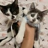 ビビリな視線に胸キュン♡テオちゃん♡2ヶ月 サムネイル6