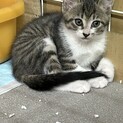 保護猫　2ヶ月の女の子