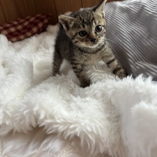 ！急募！キジトラ子猫