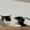 振り向けば側にいる❗️初心者に最適❤️ペコ サムネイル3