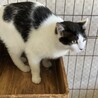 振り向けば側にいる❗️初心者に最適❤️ペコ サムネイル4
