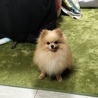 チョッパー