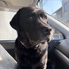 canisagnis