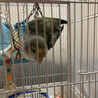 コザクラインコ里親募集さん