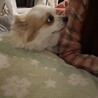 お散歩大好きなプリンちゃん サムネイル3
