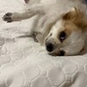 お散歩大好きなプリンちゃん サムネイル7