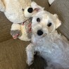 シュナウザー×マルチーズのMIX犬です！ サムネイル2