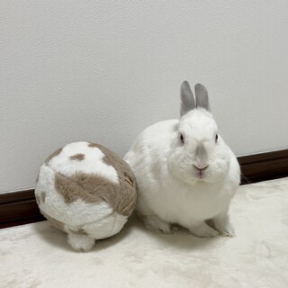 師走っこまっしろもちもち【ふぶきちゃん】