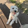 シュナウザー×マルチーズのMIX犬です！ サムネイル3