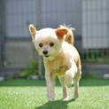飼育放棄のため保護しました。