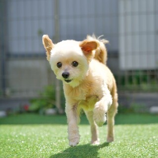 飼育放棄のため保護しました。